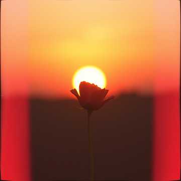 afflicted love